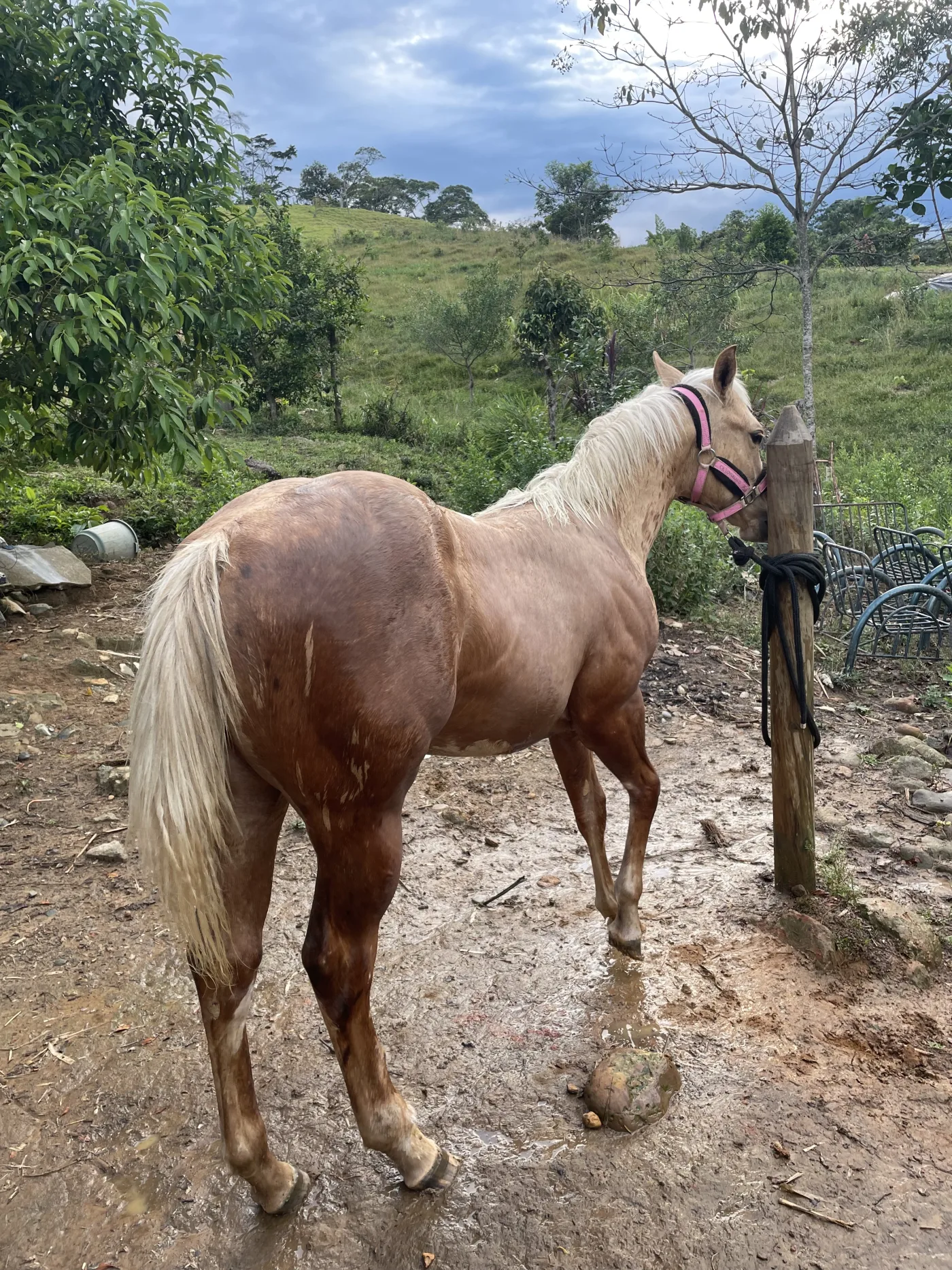 Guayabita